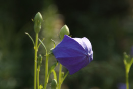 Platycodon grandiflorus 'Florist Blue' Ballonklokje bestellen